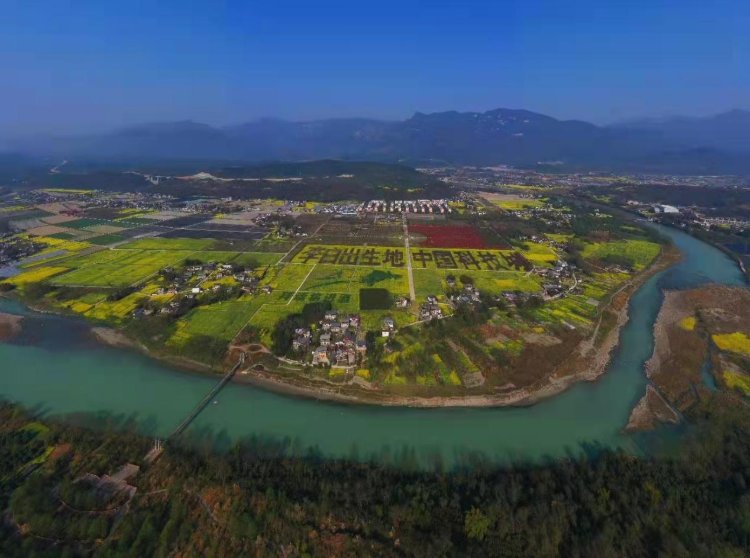 “李白”沉醉花田间！江油又现巨幅创意油菜花盛景